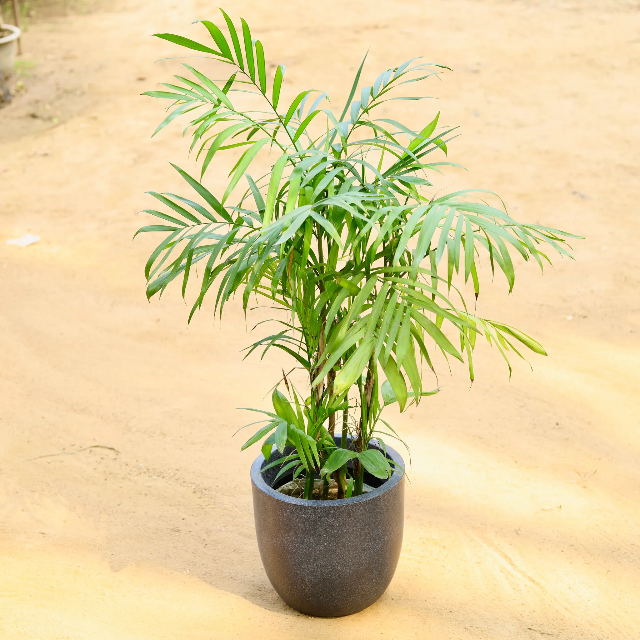 Chamaedorea Palm (~ 3 Ft) in 12 X 12 Inch Grey Premium Convessa Fiberglass Planter