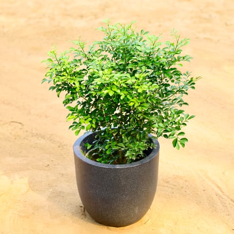 Madhu Kamini White in 12 X 12 Inch Grey Premium Convessa Fiberglass Planter