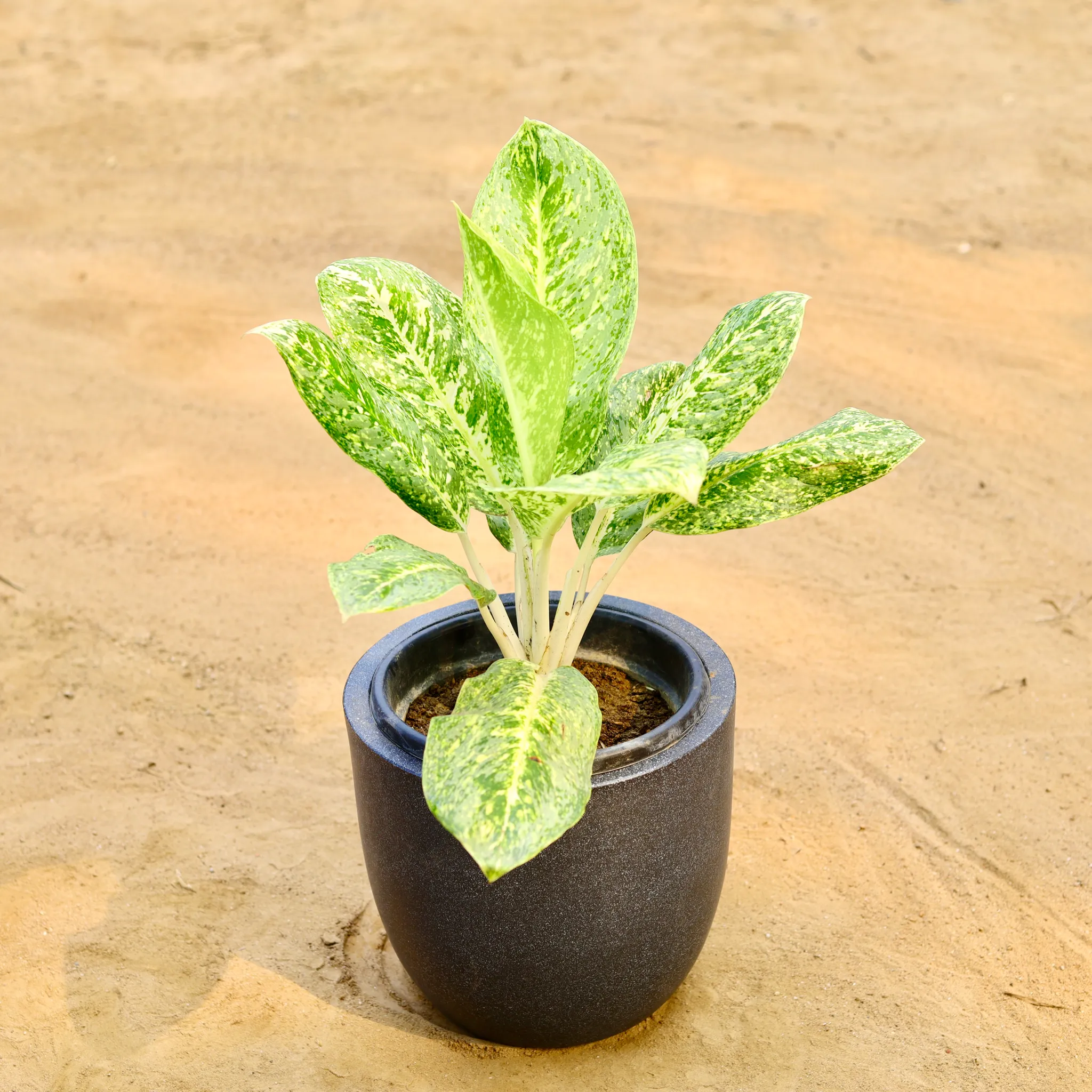 Aglaonema Butterfly in 12 X 12 Inch Grey Premium Convessa Fiberglass Planter