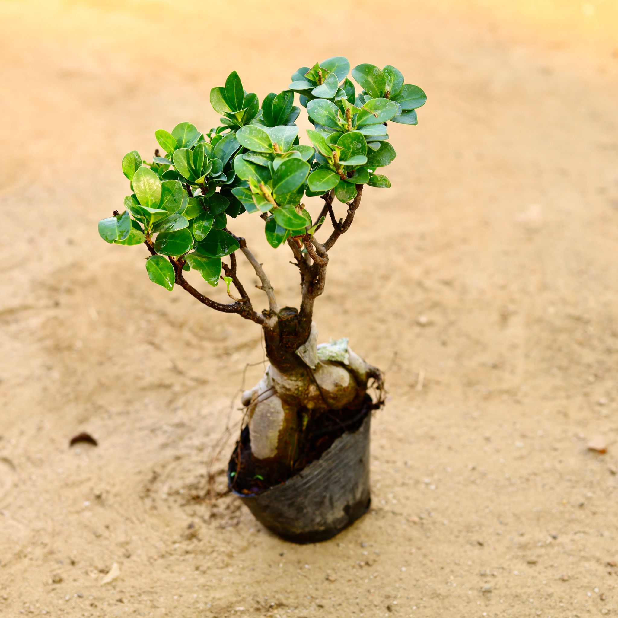 Ficus Bonsai (~ 5 years old) (300 gm) in 6 Inch Nursery Bag