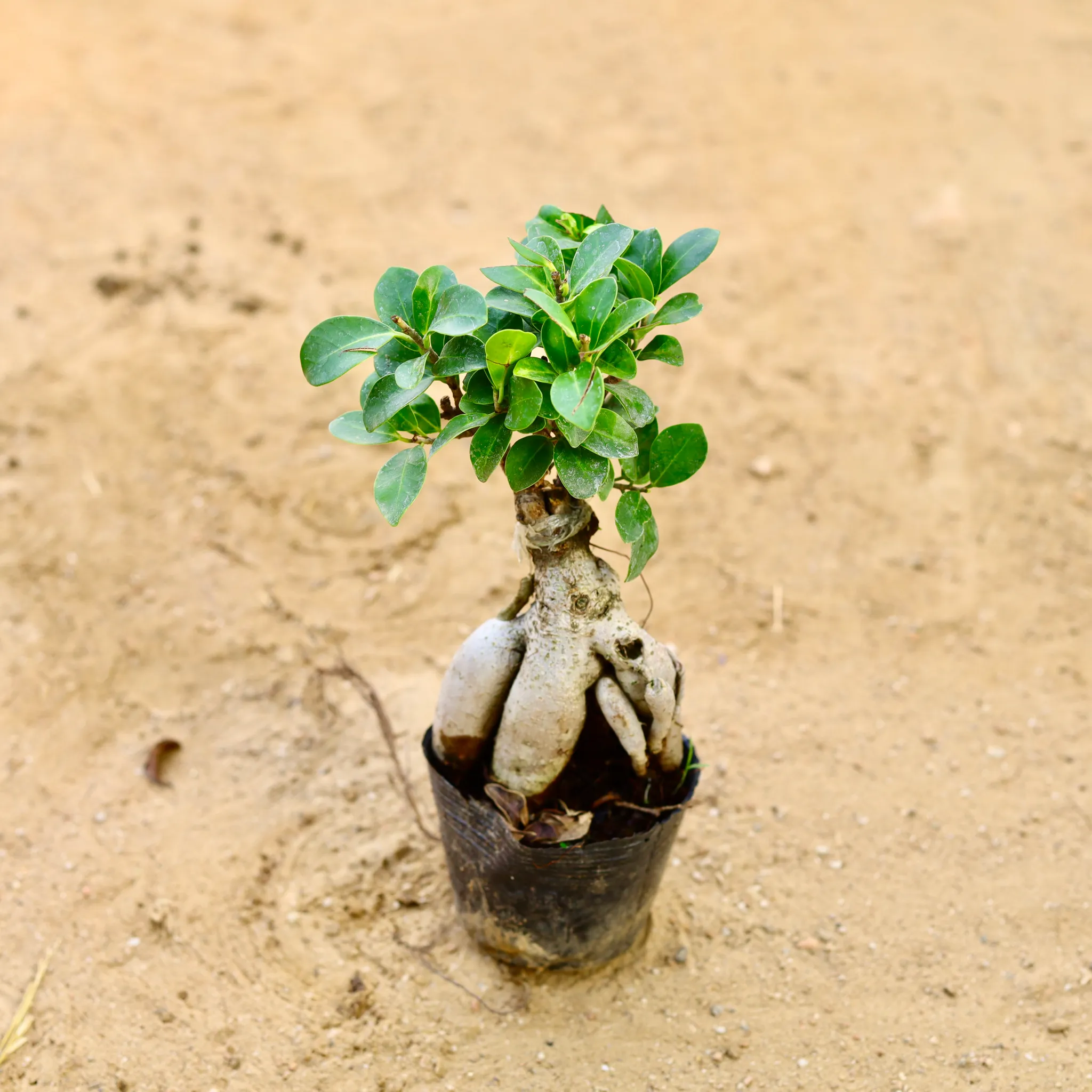 Ficus Bonsai (~ 5 years old) (300 gm) in 6 Inch Nursery Bag