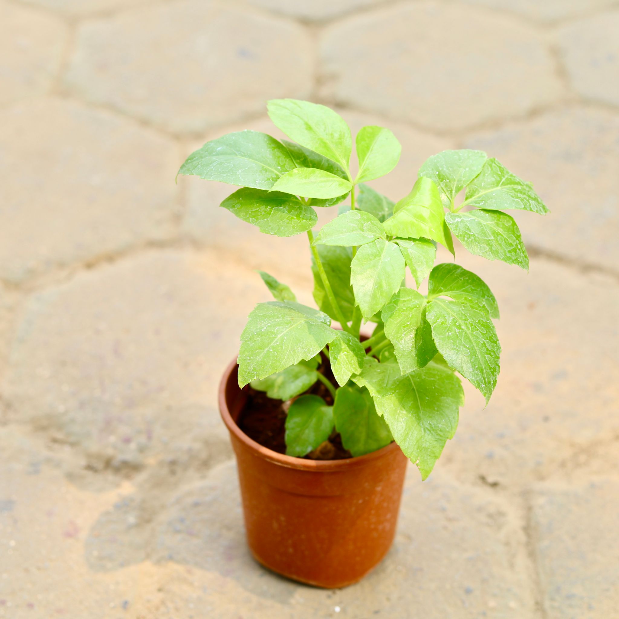 Schefflera Brassia Golden in 6 Inch Nursery Pot