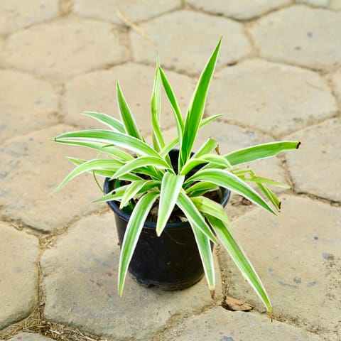 Spider in 6 Inch Nursery Pot