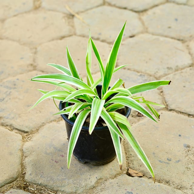 Spider in 6 Inch Nursery Pot