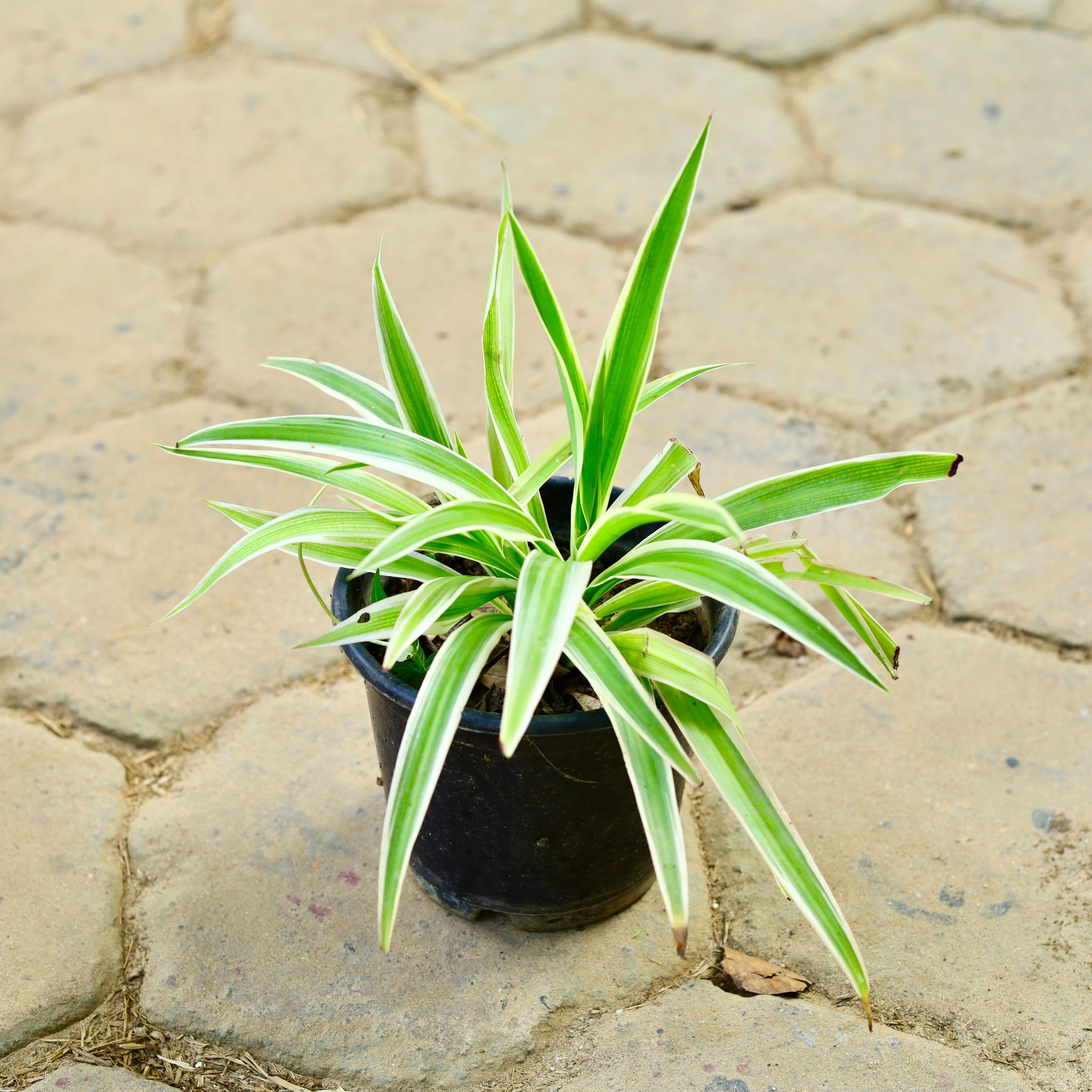 Spider in 6 Inch Nursery Pot