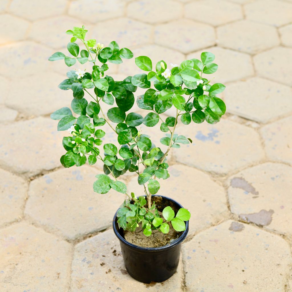 Buy Madhu Kamini in 6 Inch Nursery Pot Online | Urvann.com Madhu Kamini in 6 Inch Nursery Pot