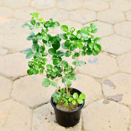 Buy Madhu Kamini in 6 Inch Nursery Pot Online | Urvann.com