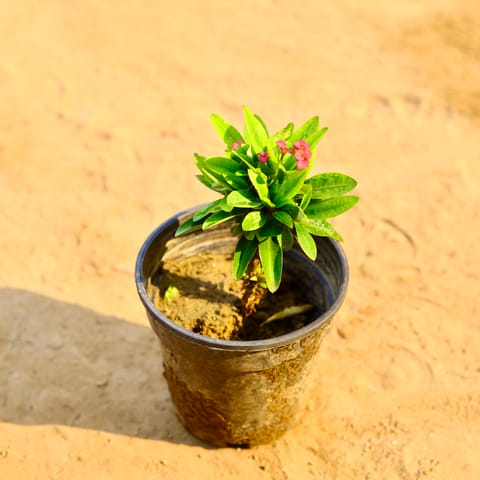 Euphorbia Mili Dwarf�(any colour) in 6 Inch Nursery Pot