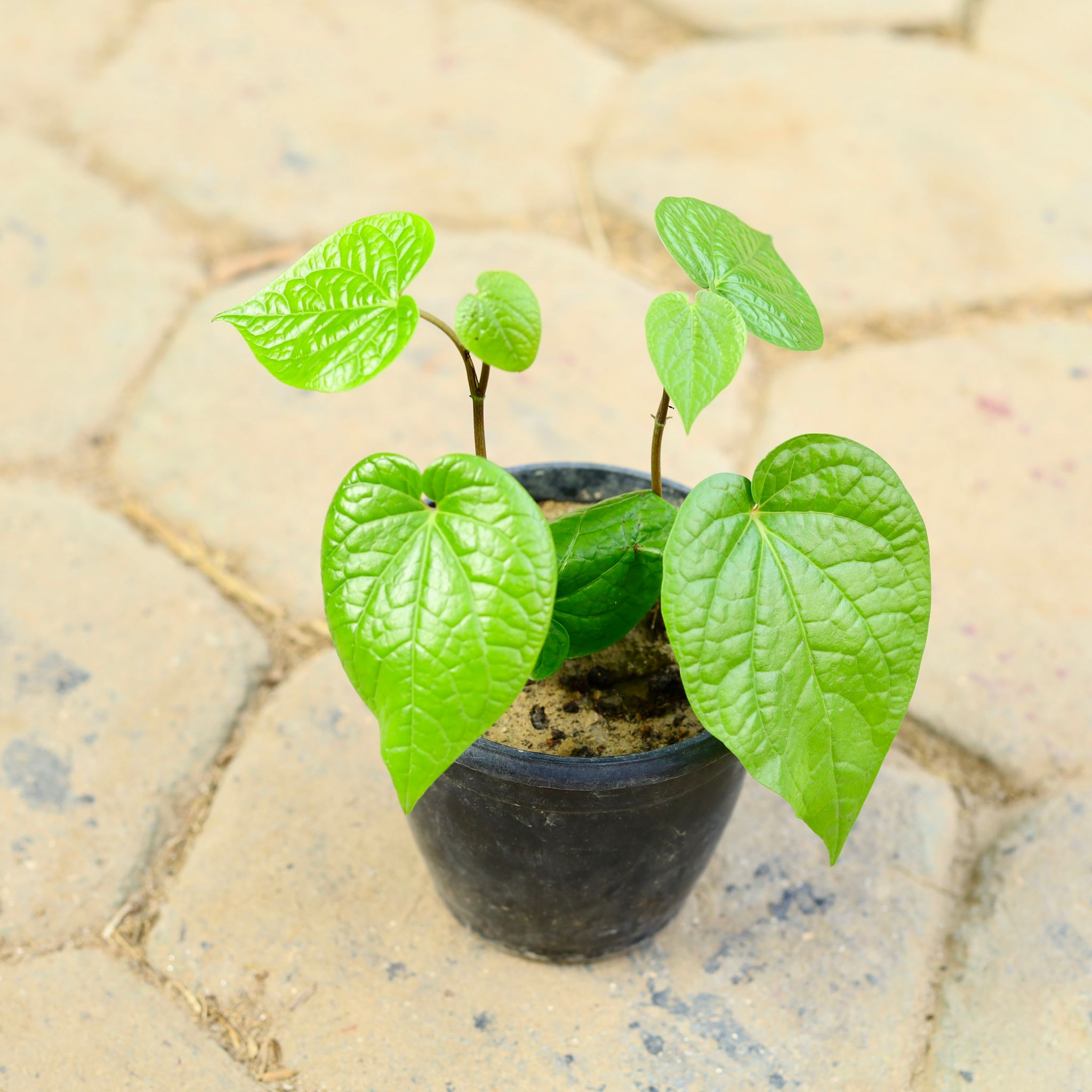 Paan in 5 Inch Nursery Pot