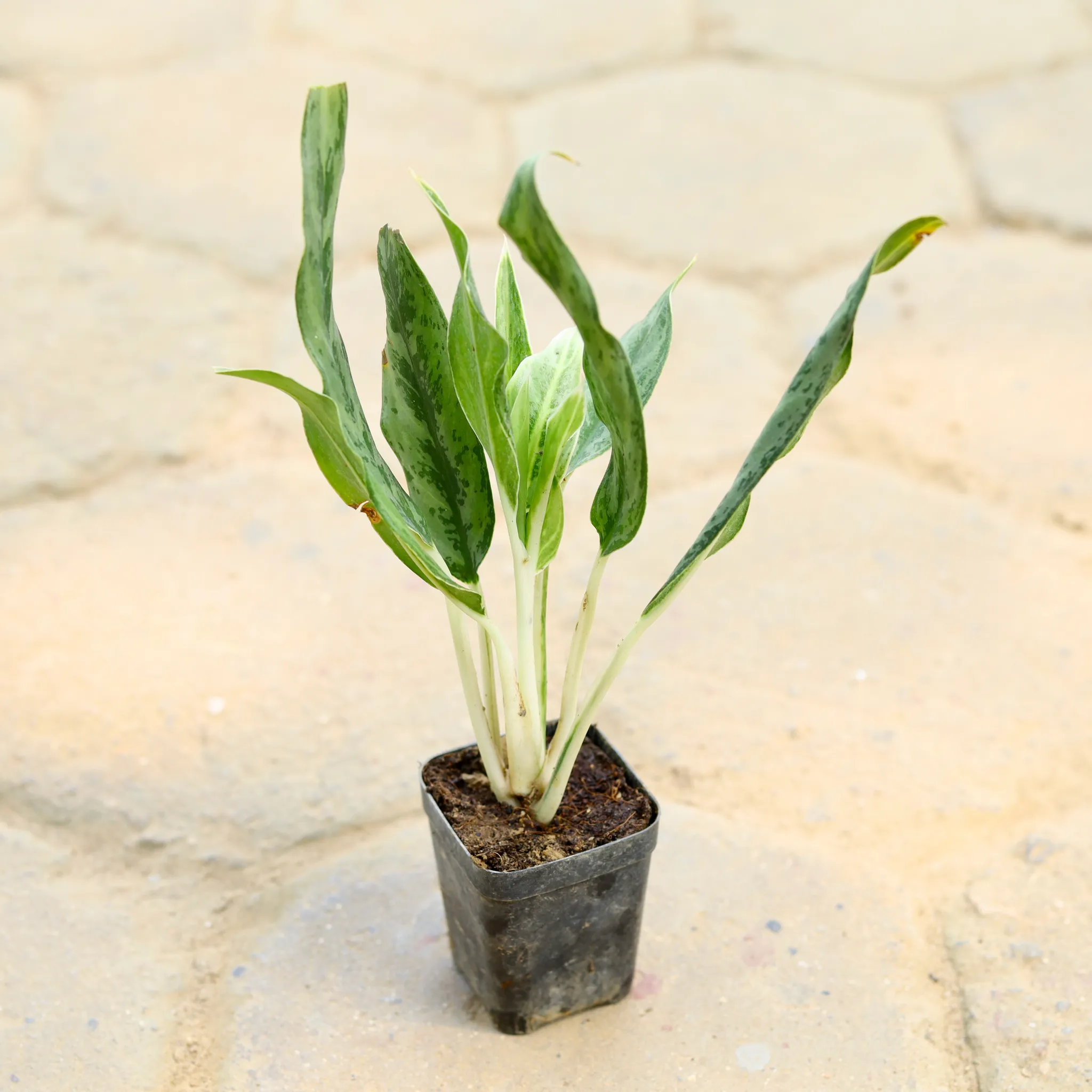 Aglaonema White Stem in 3 Inch Nursery Pot