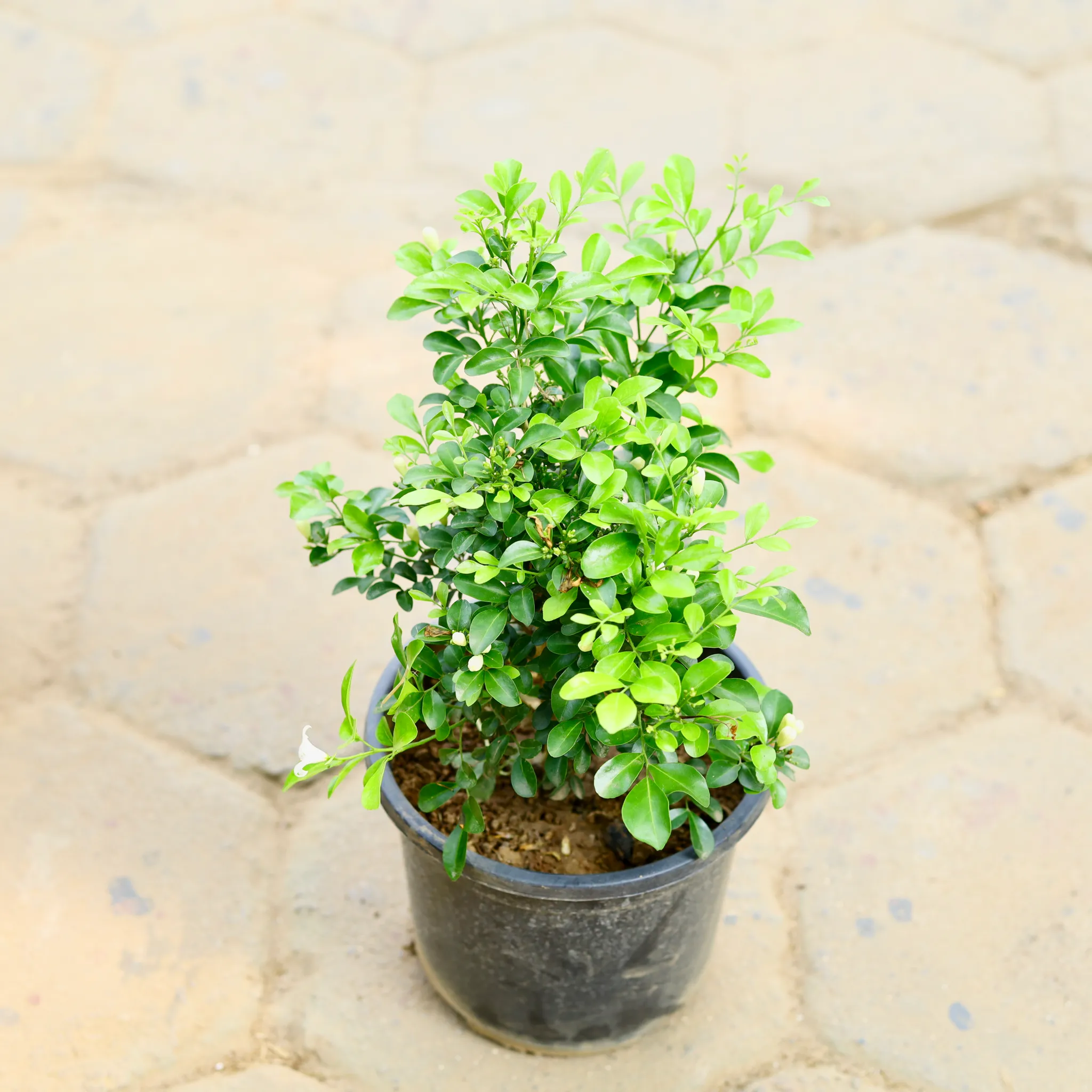 Murraya / Madhu Kamini White in 7 Inch Nursery Pot