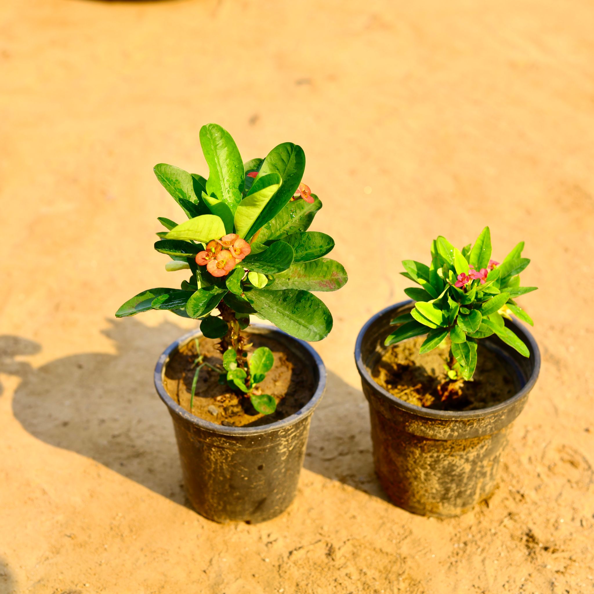 Set of 2 - Euphorbia Mili Dwarf & Euphorbia Mili (any colour) in 6 Inch Nursery Pot