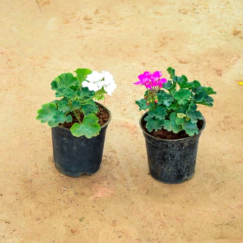 Set of 2 - Geranium (White & Pink) in 6 Inch Nursery Pot