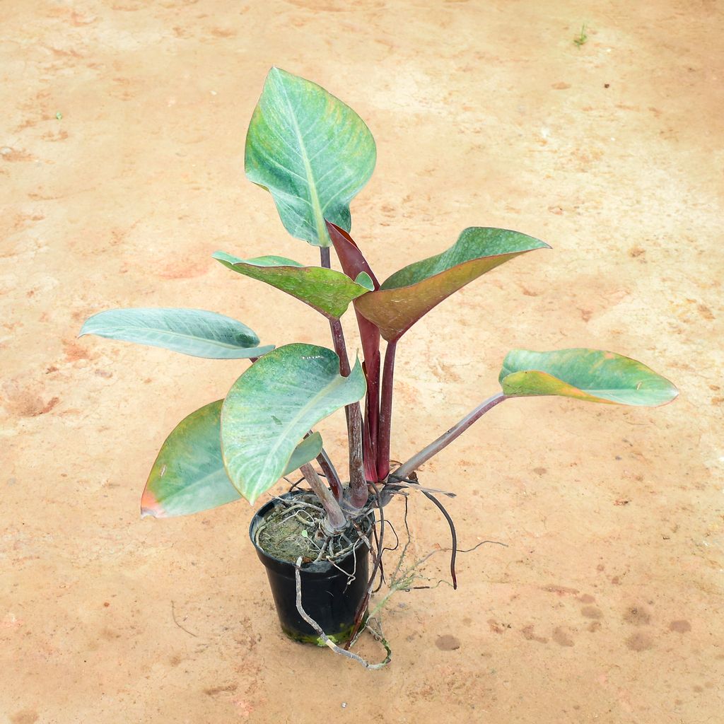 Buy Philodendron Green in 6 Inch Nursery Pot Online | Urvann.com Philodendron Green in 6 Inch Nursery Pot