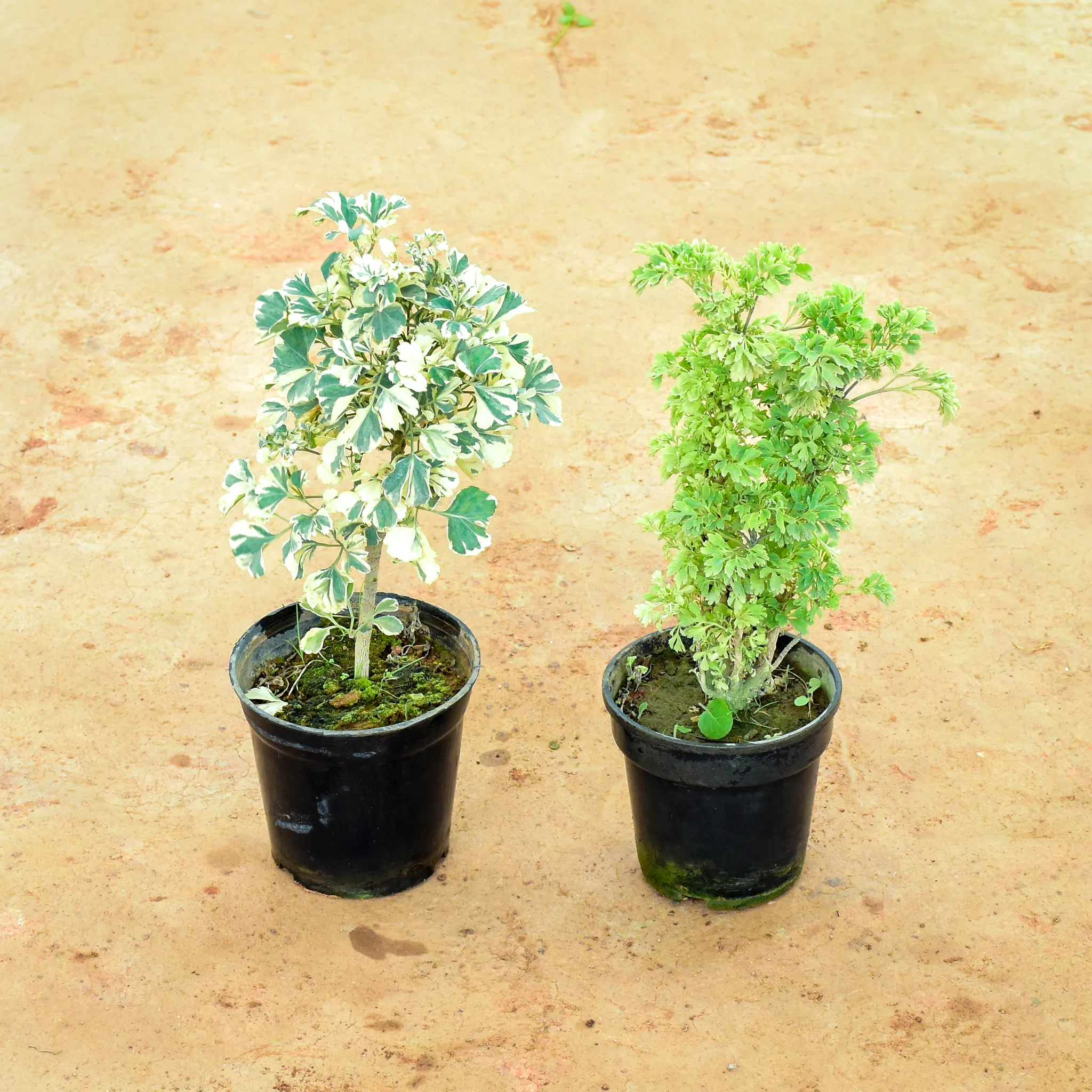 Set of 2 - Aralia (White & Green) in 6 Inch Nursery Pot