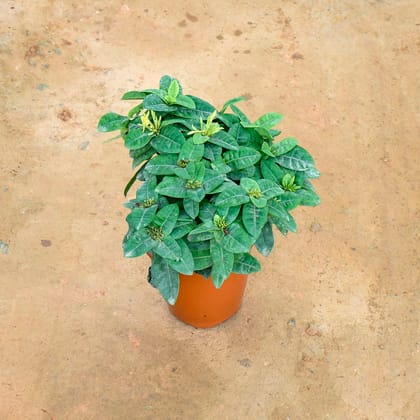 Buy Ixora Yellow in 7 Inch Nursery Pot Online | Urvann.com