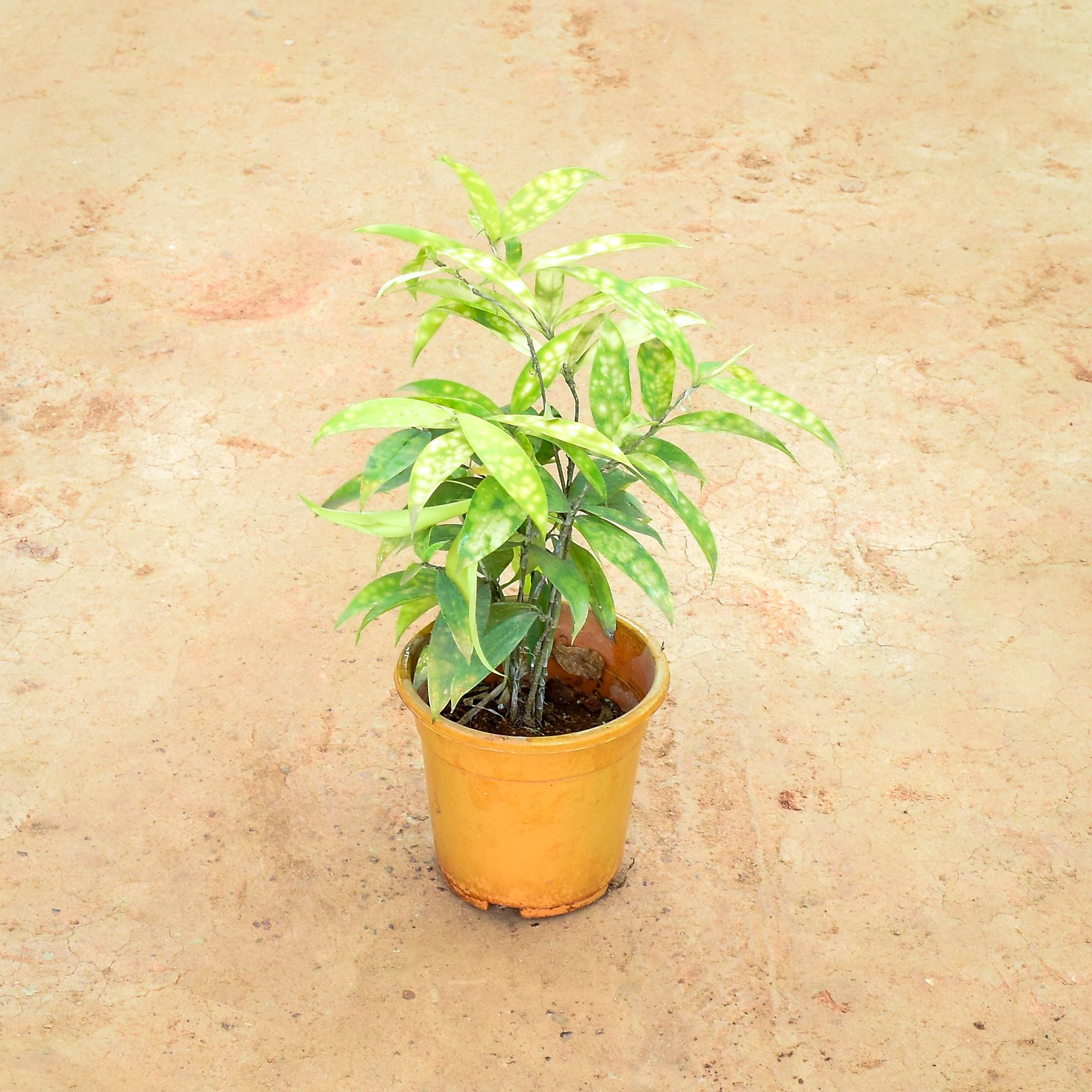 Dracaena Surculosa in 6 Inch Nursery Pot
