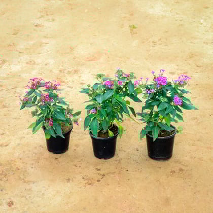Buy Set of 3 - Pentas Pink in 6 Inch Nursery Pot Online | Urvann.com