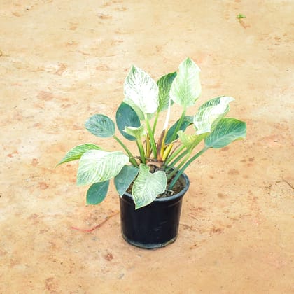 Buy Philodendron Birkin in 8 Inch Nursery Pot Online | Urvann.com