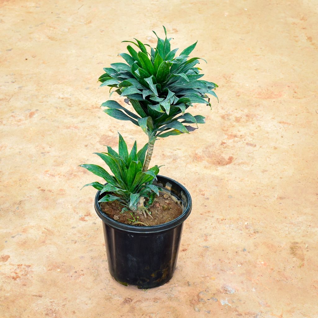 Buy Dracaena Compacta in 10 Inch Nursery Pot Online | Urvann.com Dracaena Compacta in 10 Inch Nursery Pot