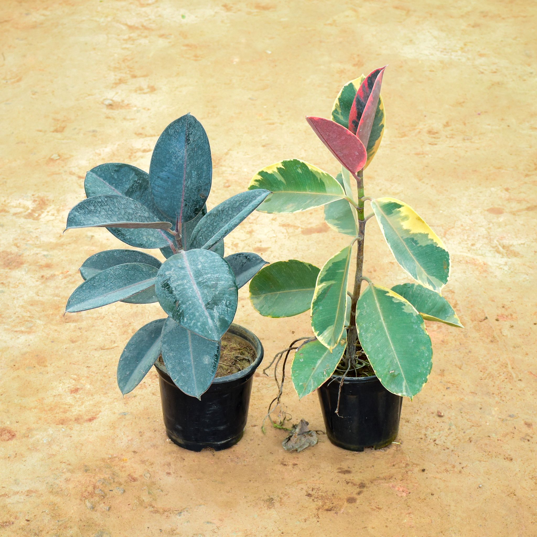 Set of 2 - Rubber (Red Green & Black) in 6 Inch Nursery Pot