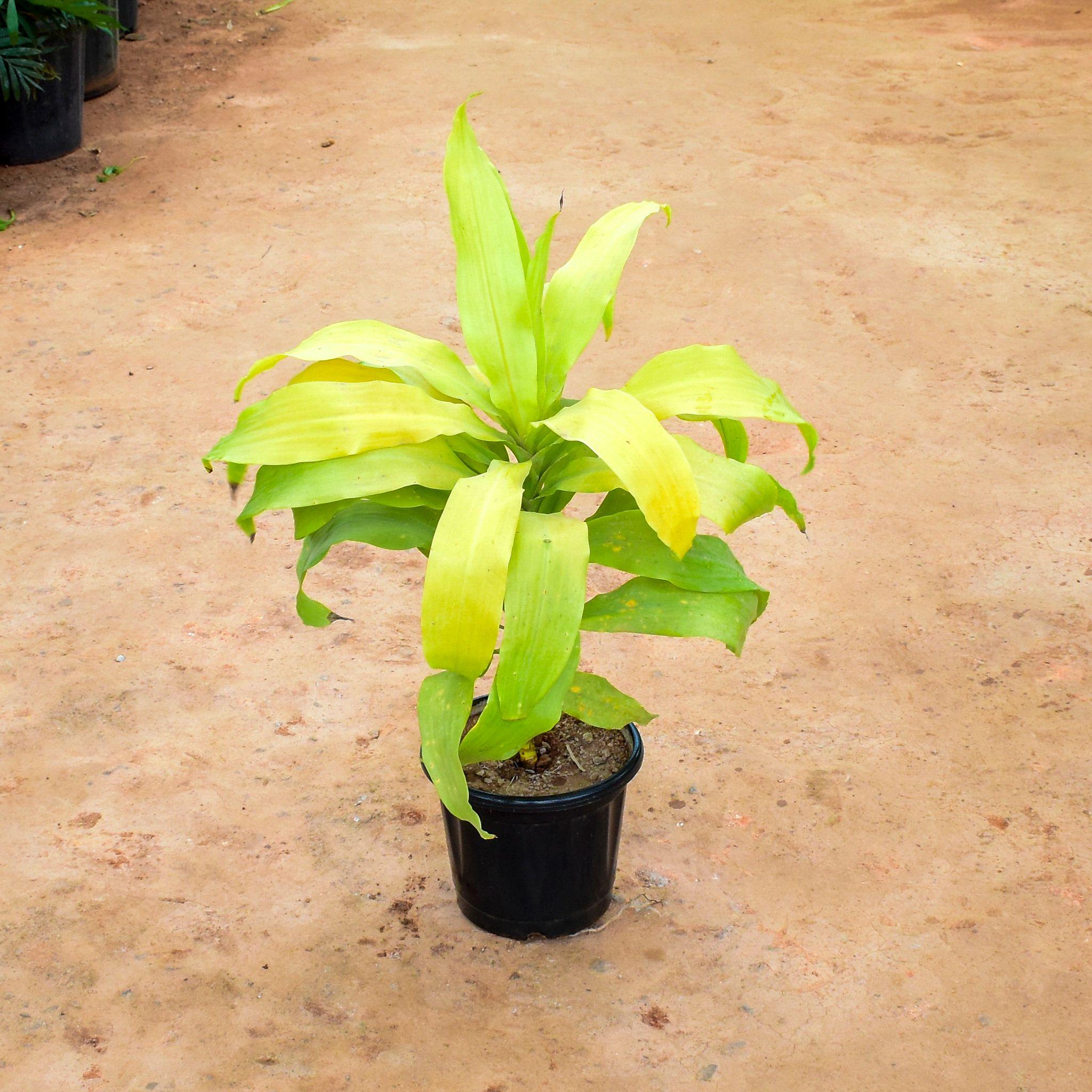 Dracaena Green in 10 Inch Nursery Pot