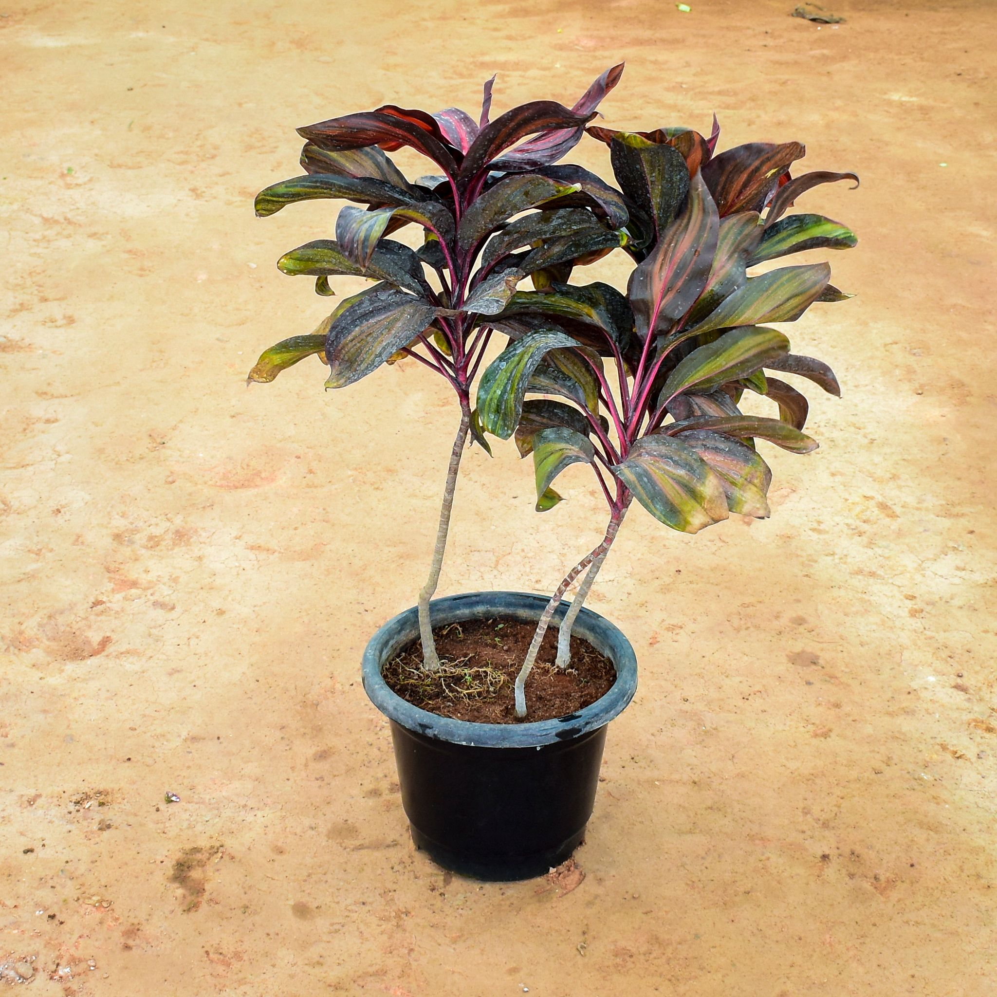 Dracaena Mahatma in 12 Inch Nursery Pot