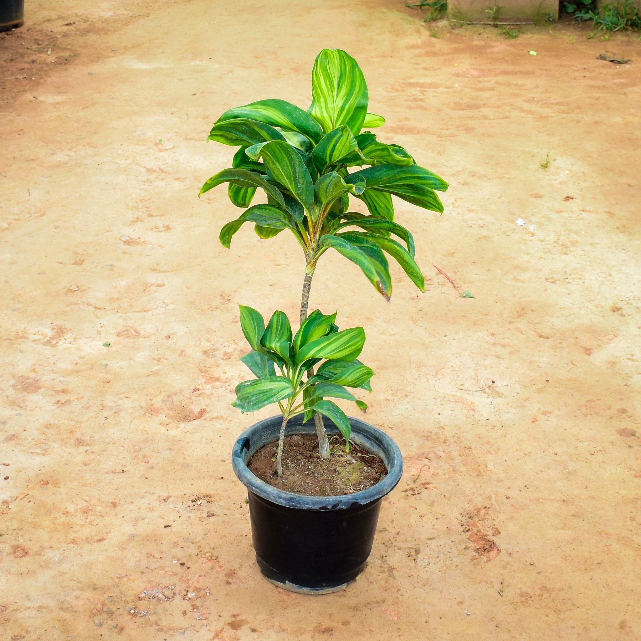 Dracaena Cordyline Green in 12 Inch Nursery Pot