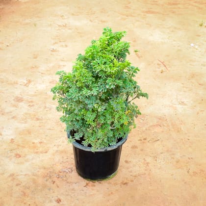 Buy Aralia Green in 12 Inch Nursery Pot Online | Urvann.com