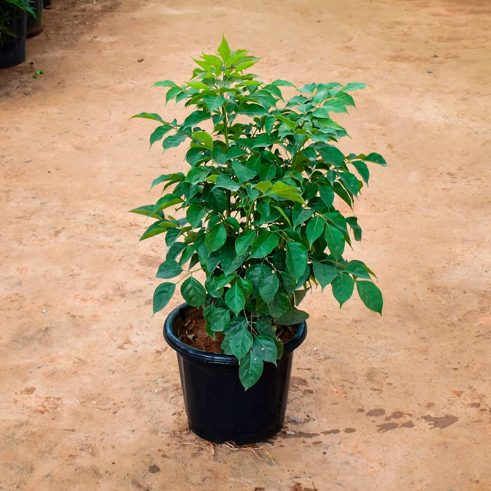 Radermachera / China Doll in 10 Inch Nursery Pot