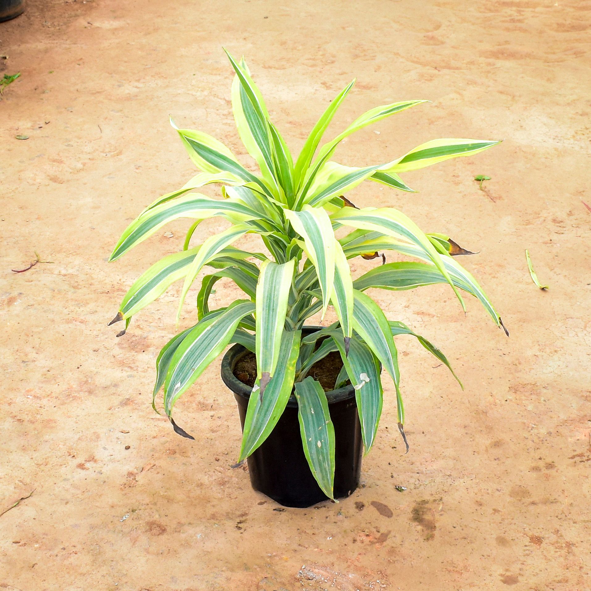 Dracaena Messenger / Song of India in 12 Inch Nursery Pot