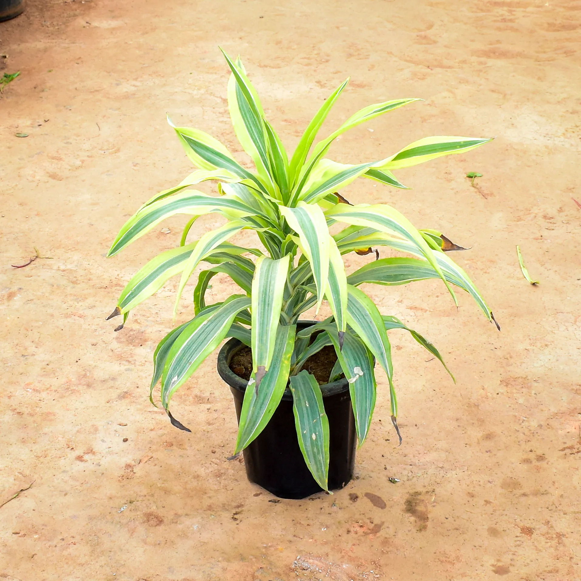Dracaena Messenger / Song of India in 12 Inch Nursery Pot