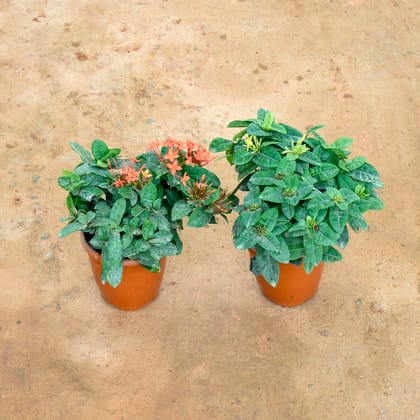 Buy Set of 2 - Ixora (Red & Yellow) in 7 Inch Nursery Pot Online | Urvann.com