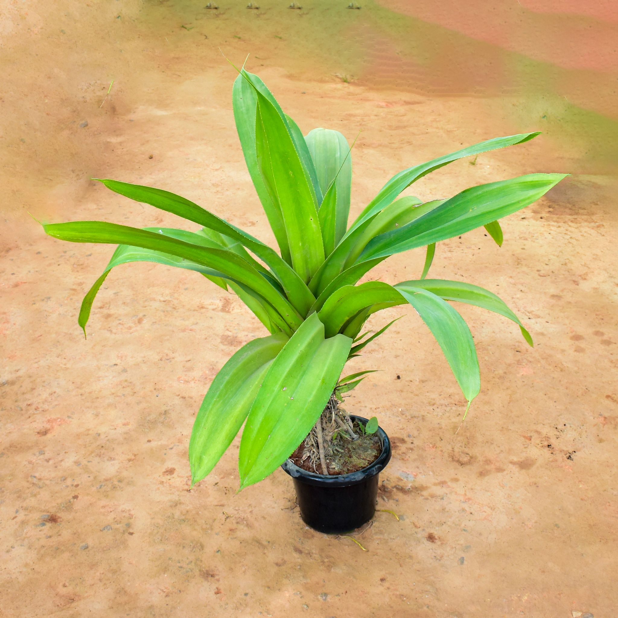 Curculigo in 10 Inch Nursery Pot