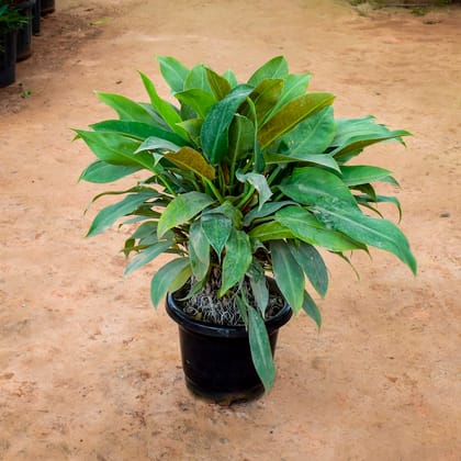 Buy Philodendron Narrow Leaf in 10 Inch Nursery Pot Online | Urvann.com