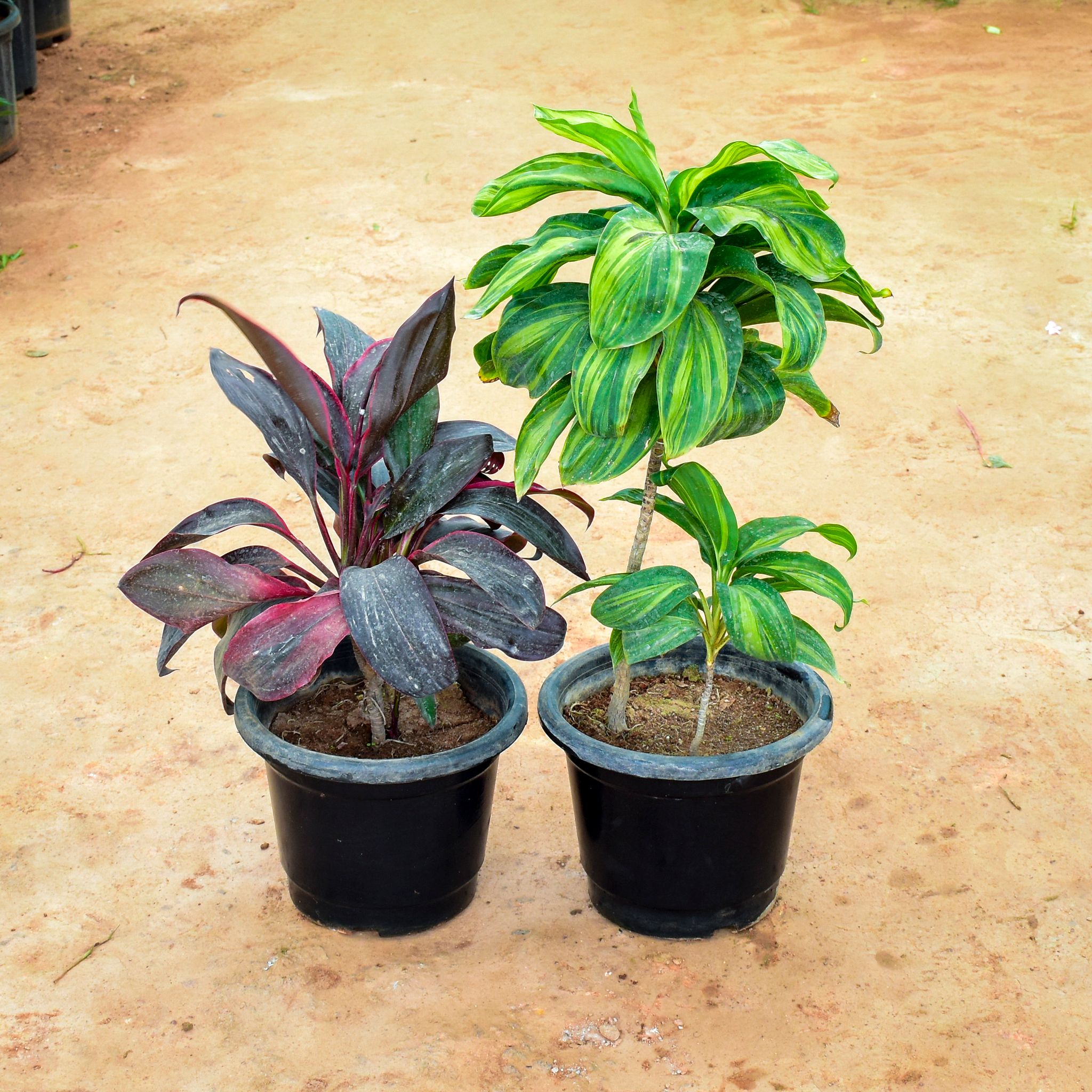 Set of 2 - Dracaena ( Rosea & Cordyline Green) in 12 Inch Nursery Pot