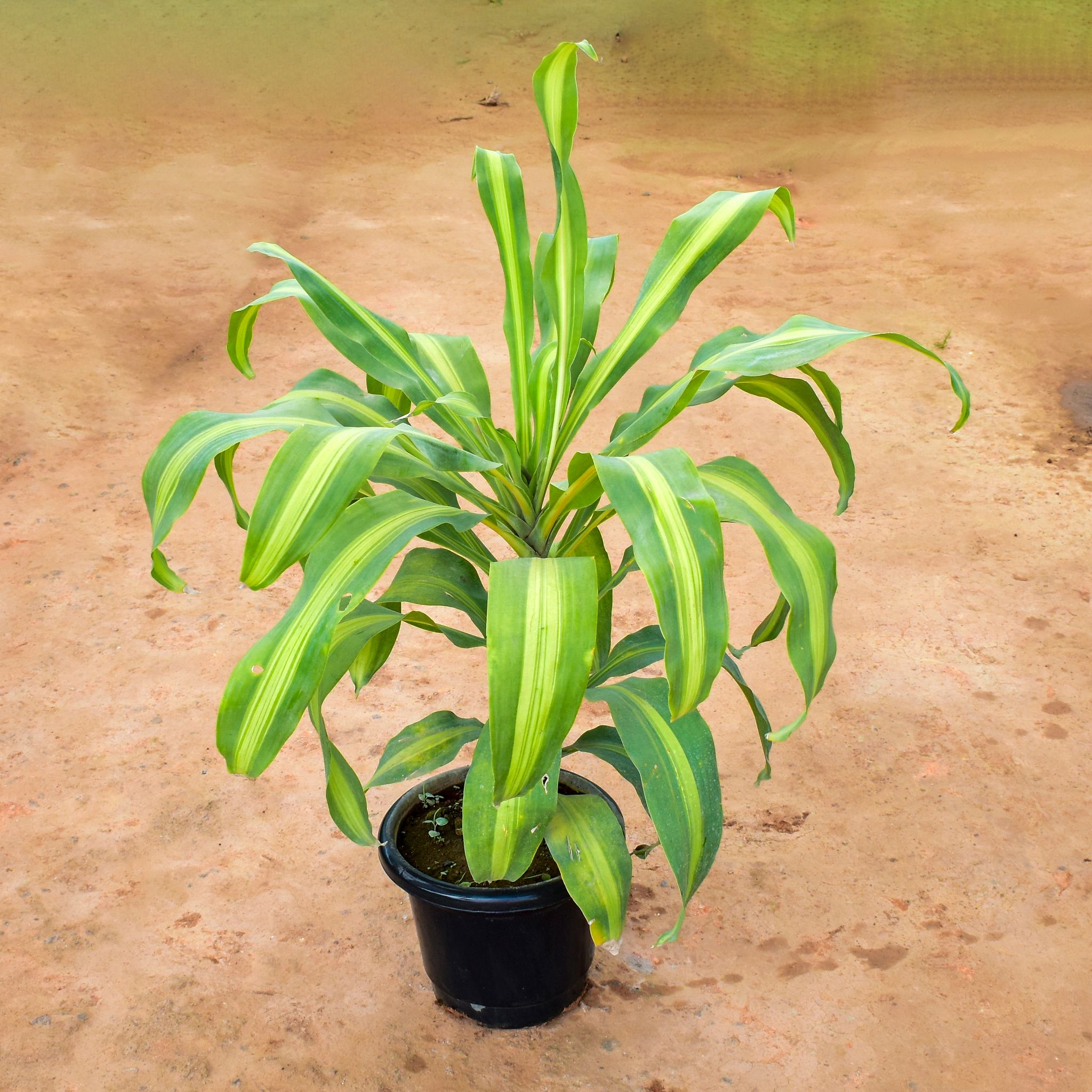 Dracaena Messenger / Song of India in 10 Inch Nursery Pot