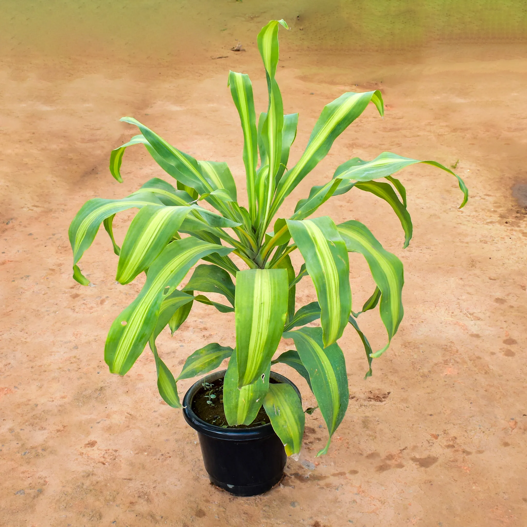 Dracaena Messenger / Song of India in 10 Inch Nursery Pot
