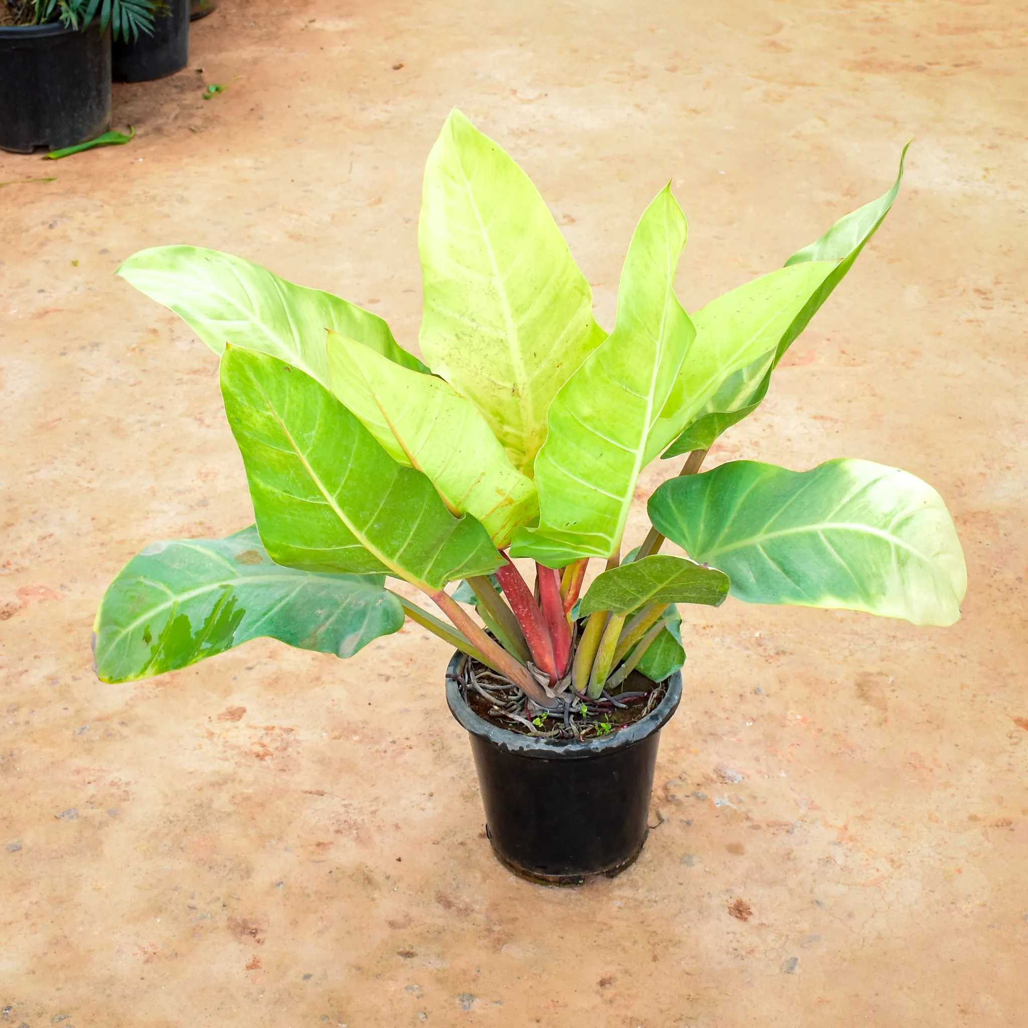 Philodendron Green in 12 Inch Nursery Pot