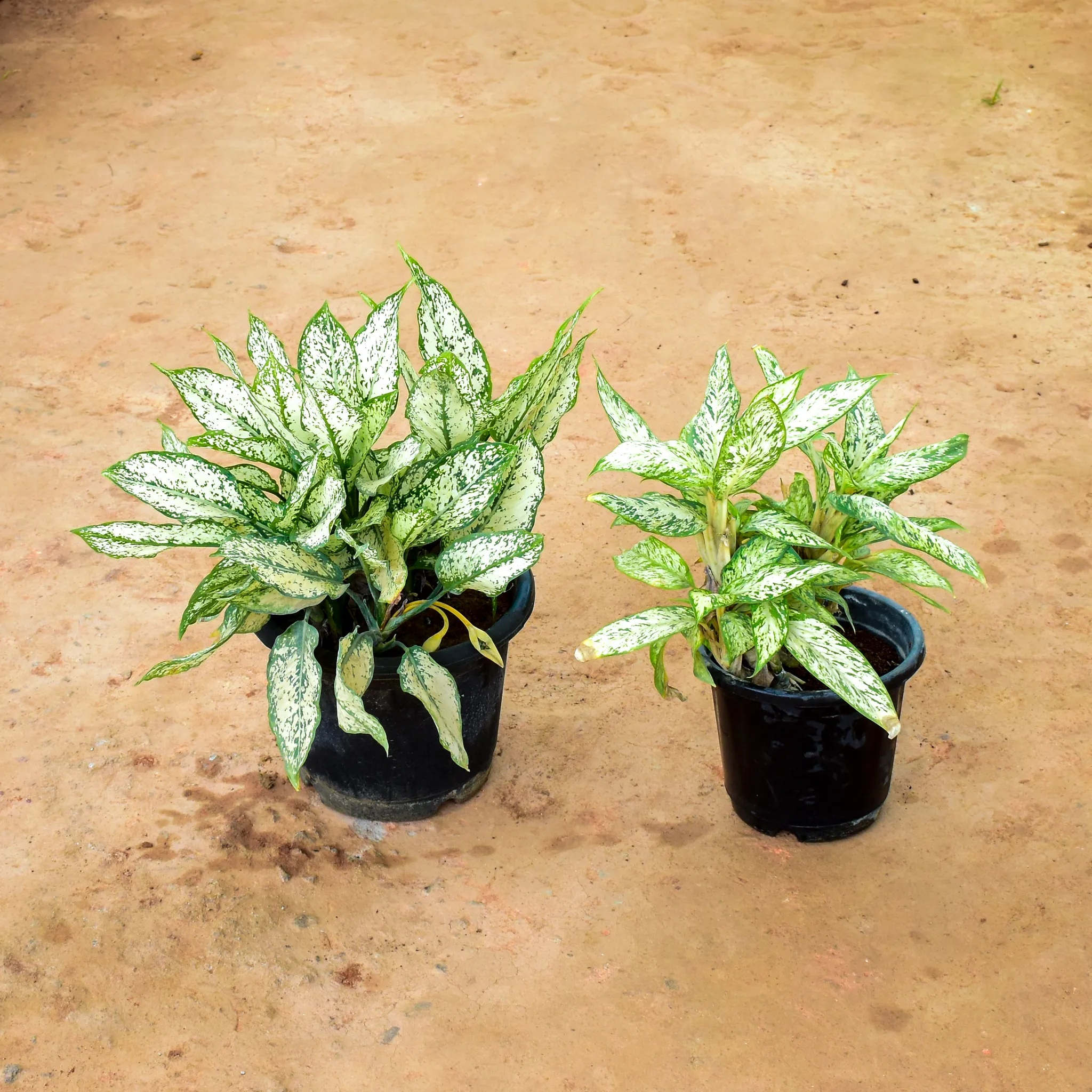 Set of 2 - Aglaonema (Snow White & Variegated) in 10 & 6 Inch Nursery Pot