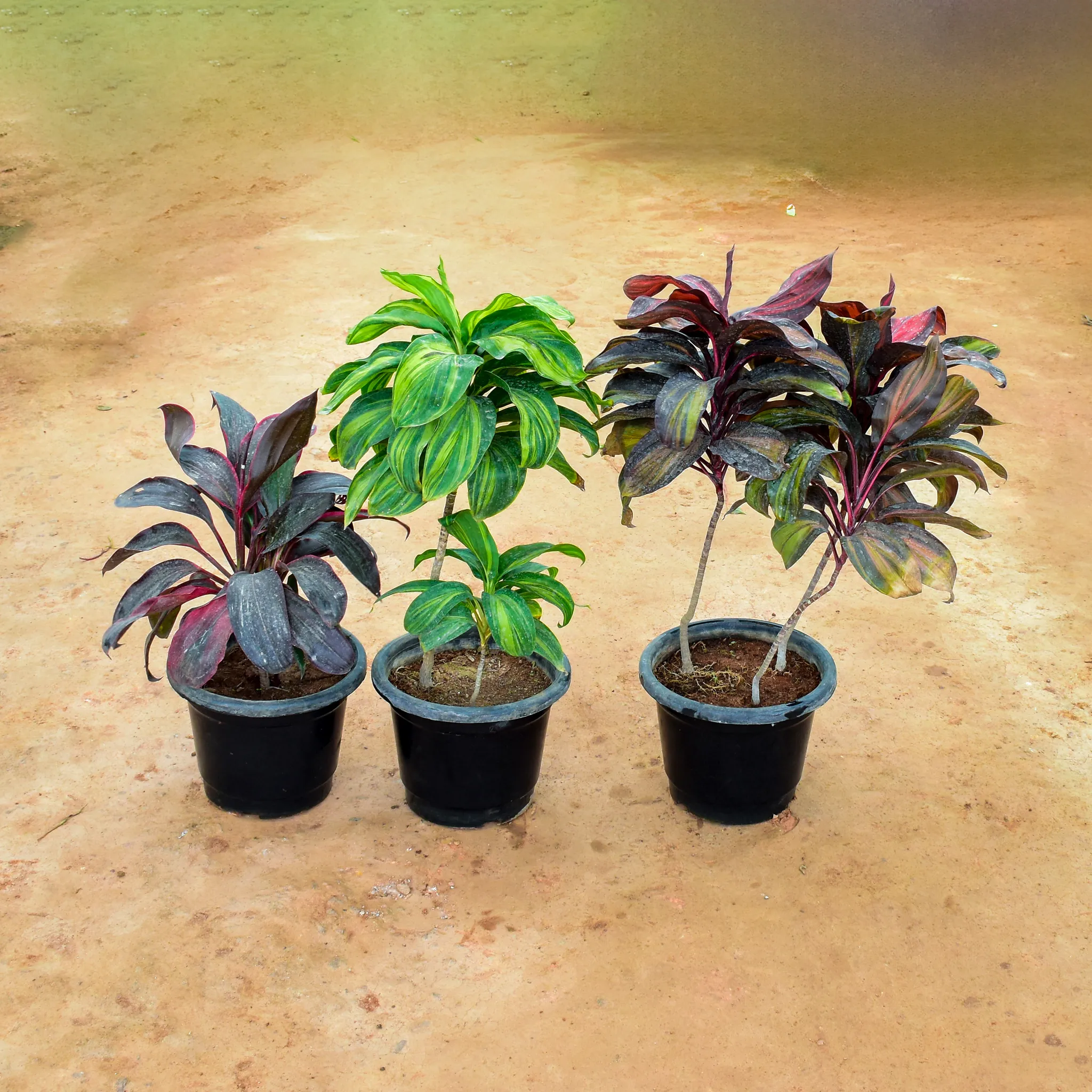 Set of 3 - Dracaena (Rosea, Cordyline Green & Mahatma) in 12 Inch Nursery Pot