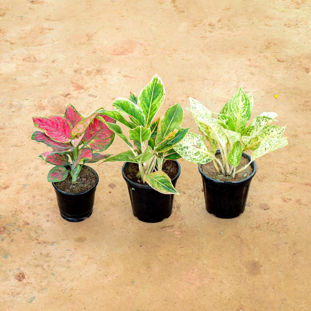 Buy Set of 3 - Aglaonema (Red Ruby, Variegated & Butterfly) in 6 Inch Nursery Pot Online | Urvann.com Set of 3 - Aglaonema (Red Ruby, Variegated & Butterfly) in 6 Inch Nursery Pot