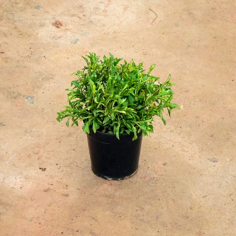 Alternanthera Green in 5 Inch Nursery Pot