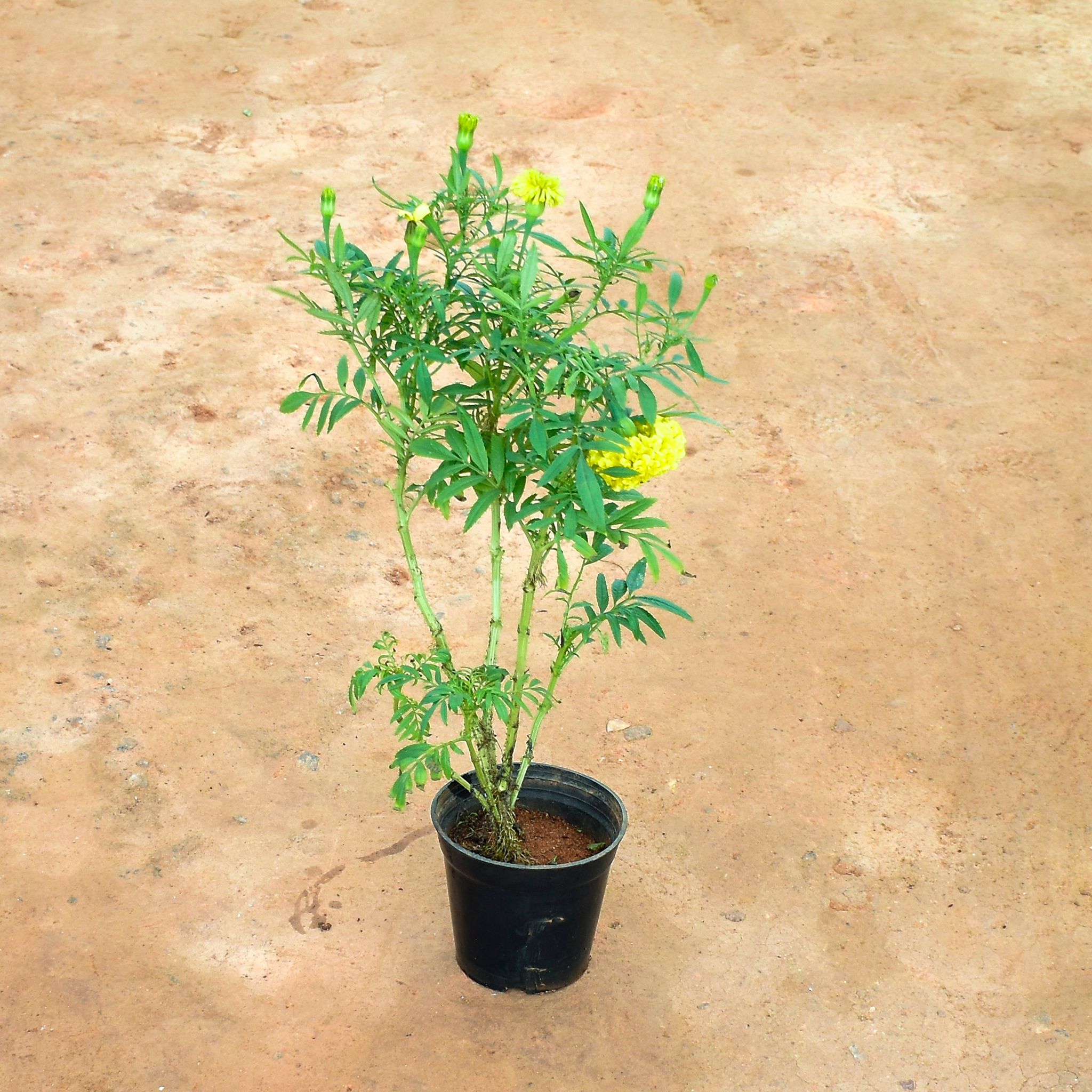 Marigold / Genda Yellow in 5 Inch Nursery Pot