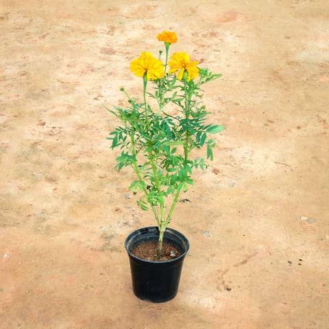 Marigold / Genda Orange in 5 Inch Nursery Pot
