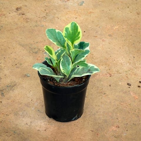 Peperomia / Radiator Plant White in 5 Inch Nursery Pot