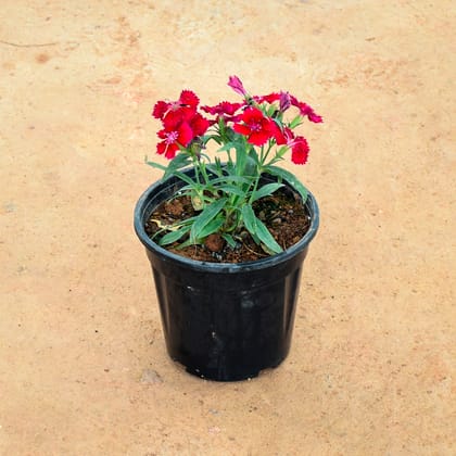 Buy Dianthus Red in 6 Inch Nursery Pot Online | Urvann.com