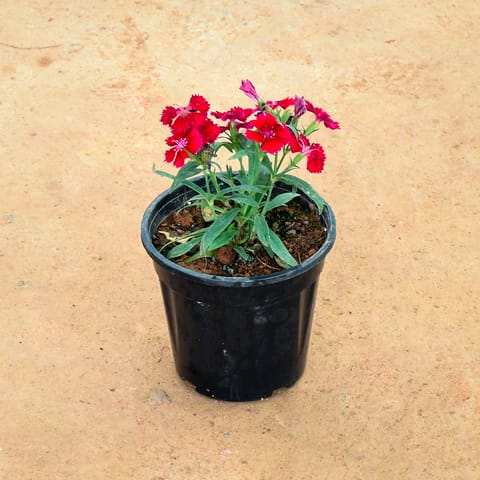 Dianthus Red in 6 Inch Nursery Pot