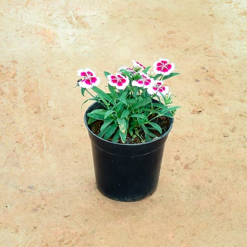 Dianthus White Pink in 6 Inch Nursery Pot