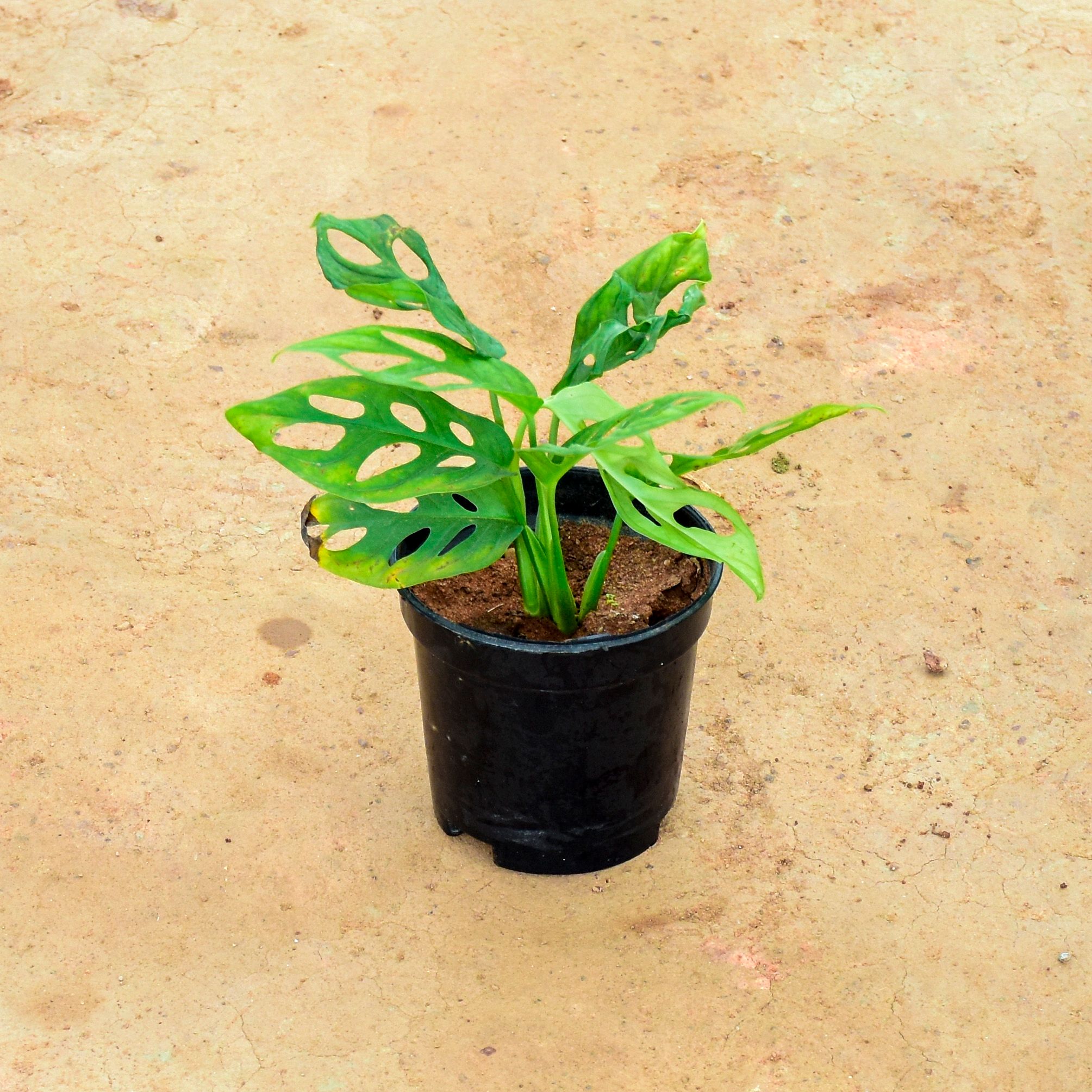 Monstera Broken Heart in 6 Inch Nursery Pot